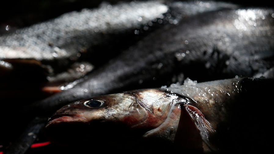 Pescadores de Puerto Montt exigen millonaria indemnización por escape de salmones