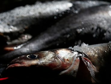 Pescadores de Puerto Montt exigen millonaria indemnización por escape de salmones