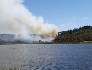 Incendio forestal ha consumido más de 20 hectáreas en Pichilemu: continúa Alerta Roja