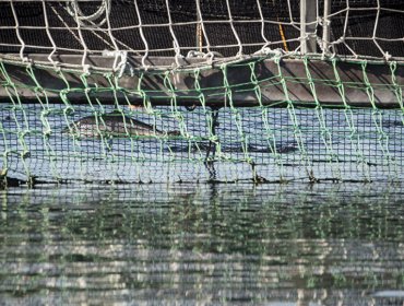 Reportan nueva fuga de salmones en Chiloé: se trataría de 129 mil peces