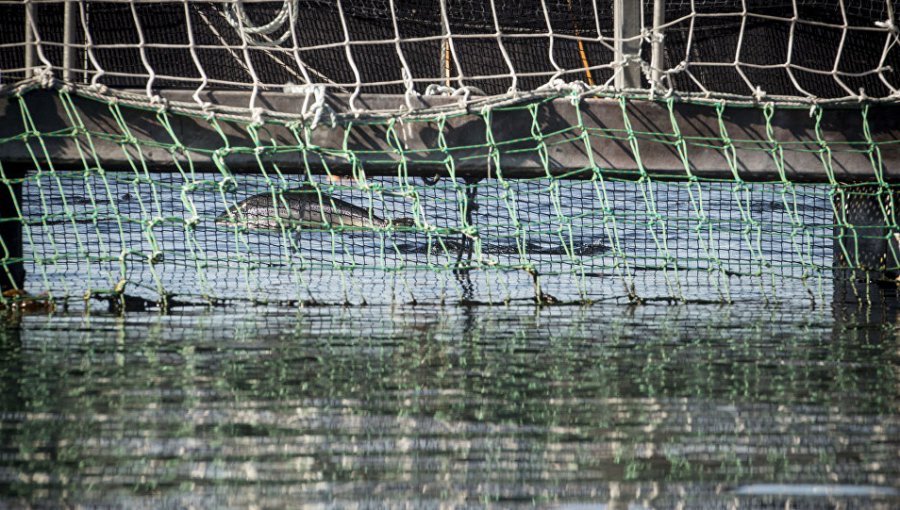 Reportan nueva fuga de salmones en Chiloé: se trataría de 129 mil peces