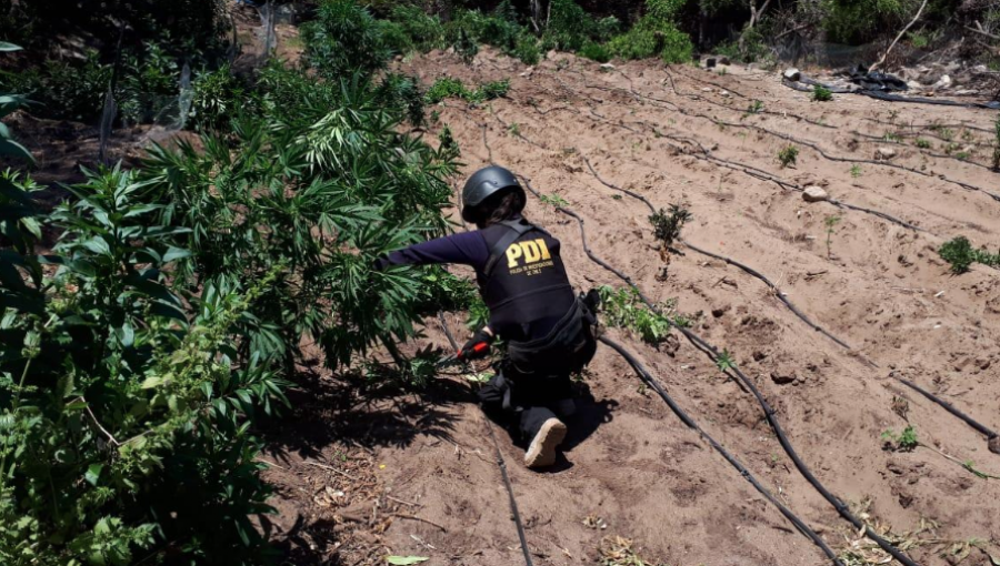 PDI desarticuló banda de narcos que operaba en Coquimbo, Valparaíso y Santiago