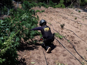 PDI desarticuló banda de narcos que operaba en Coquimbo, Valparaíso y Santiago