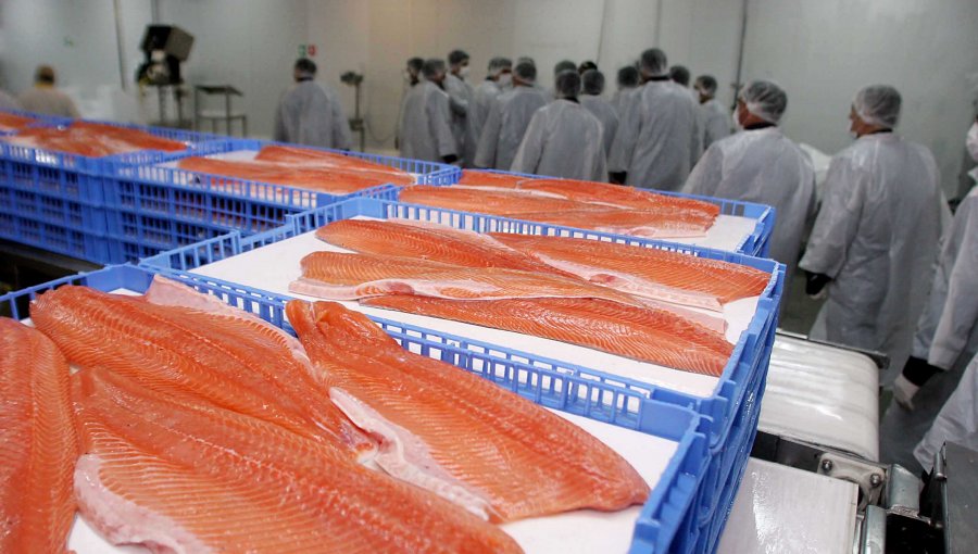 Salmonera niega fuga de especímenes en la comuna de Quemchi en Chiloé