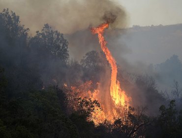 Alerta Roja en Valparaíso por incendio forestal en sector de Placilla