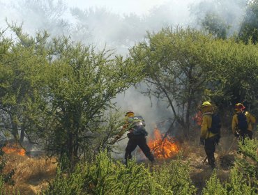 Alerta Roja en Lampa por incendio forestal: 200 personas evacuaron camping