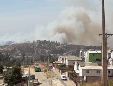 Alerta Roja en Villa Alemana por incendio forestal que ha consumido 10 hectáreas