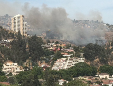 Alerta Roja en Viña: Incendio forestal en Limonares se reactivó en Miraflores Bajo