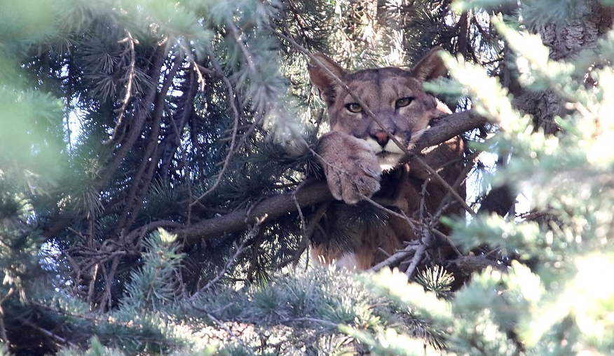 Tras 15 horas de trabajo, lograron rescatar a puma desde árbol en Lo Barnechea