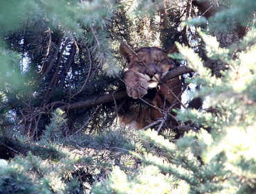 Amplio operativo por puma atrapado en árbol de casa en Lo Barnechea