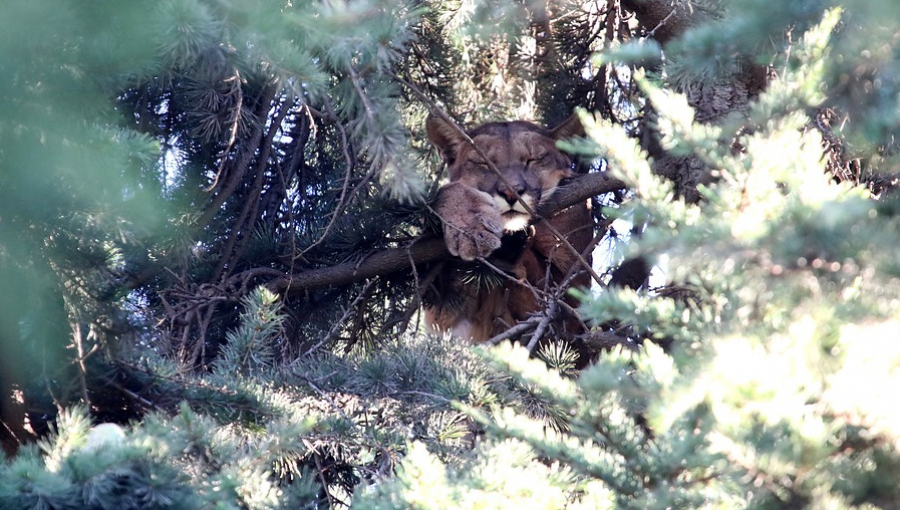 Amplio operativo por puma atrapado en árbol de casa en Lo Barnechea