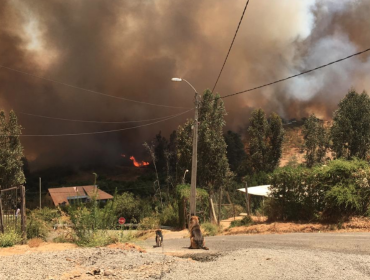 60 viviendas destruidas deja incendio forestal en Limache: más de 250 damnificados