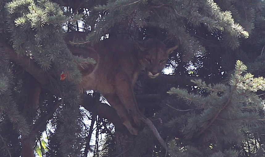 Puma rescatado en El Arrayán podría ser liberado durante los próximos días