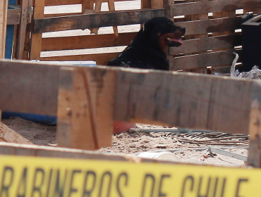 Falleció niño de tres años que fue atacado por perros rottweiler en Alto Hospicio