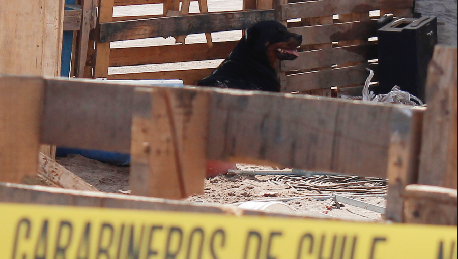 Falleció niño de tres años que fue atacado por perros rottweiler en Alto Hospicio