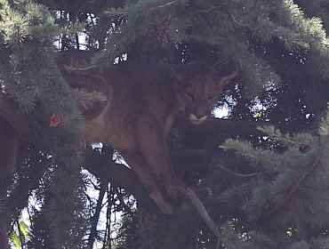 Puma rescatado en El Arrayán podría ser liberado durante los próximos días