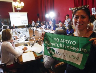 Uso medicinal de la marihuana inicia su tramitación en el Senado