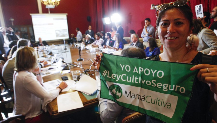 Uso medicinal de la marihuana inicia su tramitación en el Senado