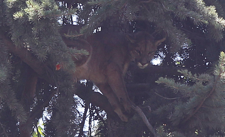 Pericias determinaron que puma rescatado en Lo Barnechea sufrió intento de caza