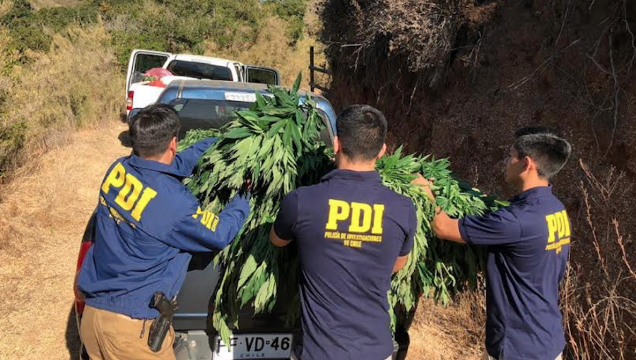 PDI incautó 941 plantas de cannabis sativa en quebrada de Algarrobo