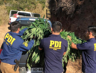 PDI incautó 941 plantas de cannabis sativa en quebrada de Algarrobo