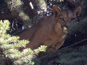 En perfectas condiciones liberaron en la cordillera al puma de El Arrayán