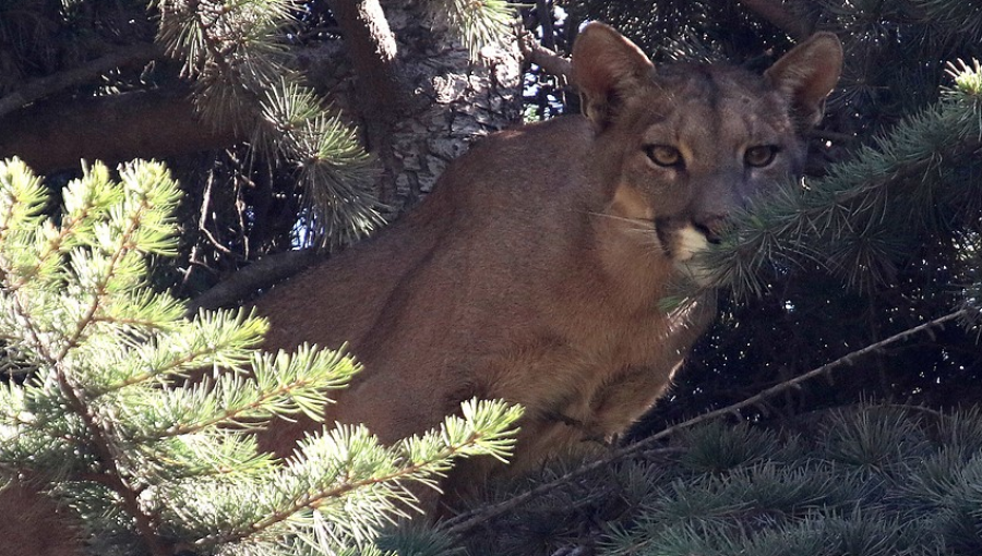 En perfectas condiciones liberaron en la cordillera al puma de El Arrayán