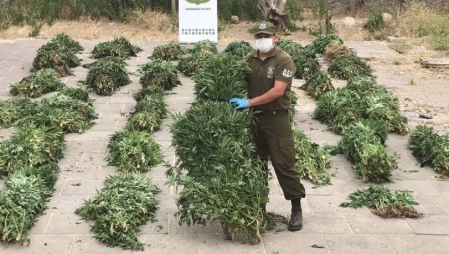 Carabineros incautó 7.105 plantas de cannabis sativa desde quebrada de Los Vilos