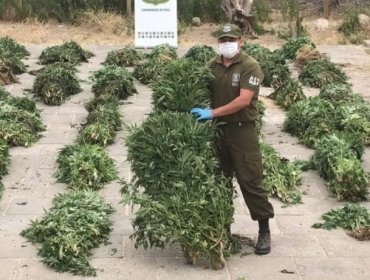 Carabineros incautó 7.105 plantas de cannabis sativa desde quebrada de Los Vilos