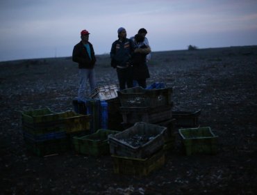 Seremi de Salud prohíbe extracción de mariscos al sur de Quellón por marea roja