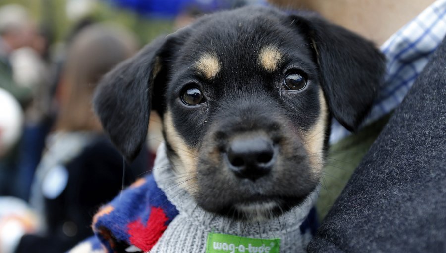 Denuncian envenenamiento masivo de perros en Temuco