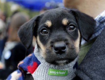 Denuncian envenenamiento masivo de perros en Temuco