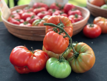 Limache afina los últimos detalles para la gran "Fiesta del Tomate"