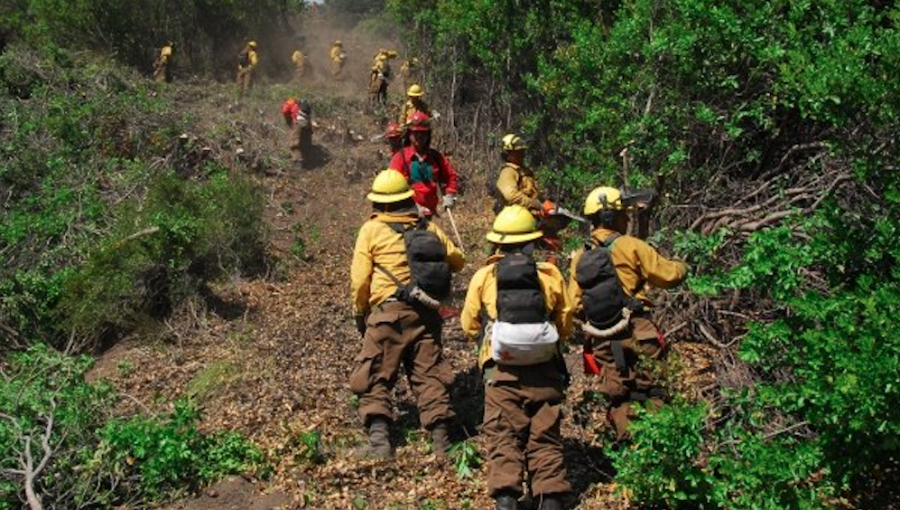 Indagarán a Conaf por destrucción de bosque nativo en la zona central del país