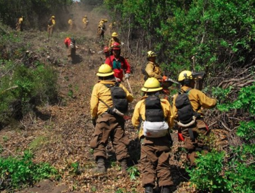 Indagarán a Conaf por destrucción de bosque nativo en la zona central del país