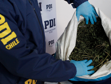 PDI erradicó ocho focos de cultivos ilegales de marihuana en La Ligua