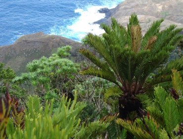 Parque nacional Archipiélago de Juan Fernández celebra sus 84 años de vida