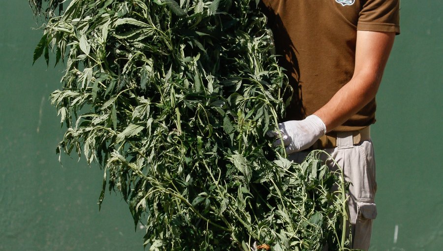 Carabineros detecta más de 3 mil plantas de marihuana en Puchuncaví