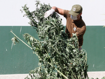 Incautan 144 plantas de cannabis sativas en dos sectores de Limache