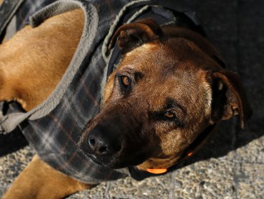 En un 23% subieron las personas mordidas por perros en Santiago