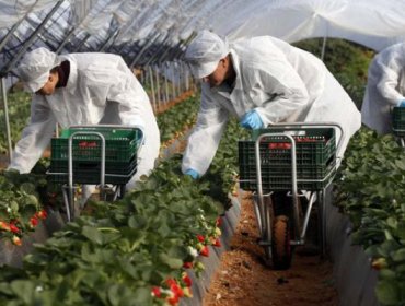 Ministerio de Agricultura anuncia resguardo laboral para mujeres que trabajan en el campo