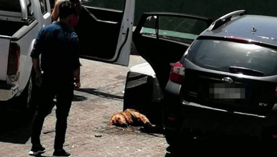 Cuidador de autos fue detenido tras romper vidrio para rescatar a perrita en Viña