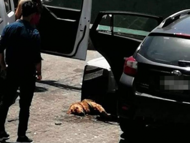 Cuidador de autos fue detenido tras romper vidrio para rescatar a perrita en Viña