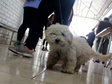 El 12 de febrero termina la marcha blanca del Registro Nacional de Mascotas