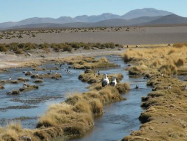 Canciller Ampuero visitará el río Silala antes de entregar réplica a La Haya