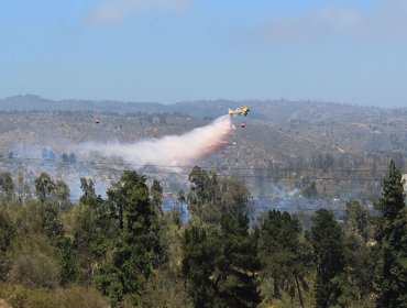 Viña del Mar: 11 Compañías de Bomberos y personal de Conaf acudió a violento incendio en Jardín Botánico