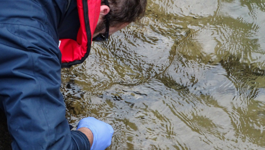 Los Lagos: Sernapesca declara emergencia en lago Yelcho por plaga de dañiña microalga