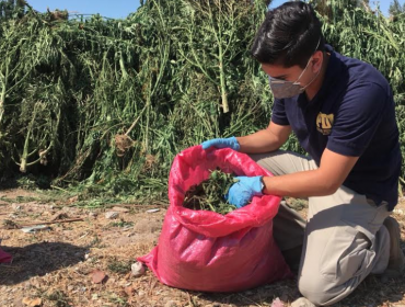 Descubren más de 5.300 plantas de marihuana maduras en sector Ocoa de Hijuelas