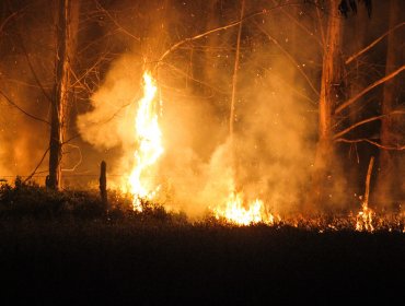 31 de los 113 incendios forestales en la zona centro-sur del país se encuentran activos