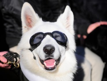 Ley Cholito: Este martes 12 de febrero vence el plazo para inscribir a mascotas